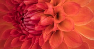 허리통증의 원인과 증상에 대해 알아보기 (Understanding the Causes and Symptoms of Low Back Pain)